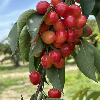 Harris Orchards - Cherries - Pick Your Own Farms Near Me - Ripon, California
