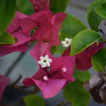 B&C Fruit Trees and Landscape - bougare - Landscaping Near Me - Cape Coral, Florida B&C Fruit Trees and Landscape - bougare - Landscaping Near Me - Cape Coral, Florida