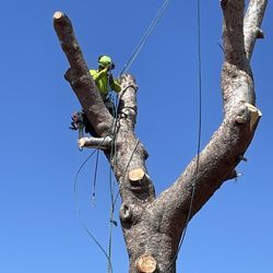 Big Branch Tree Service - Rosendo in action