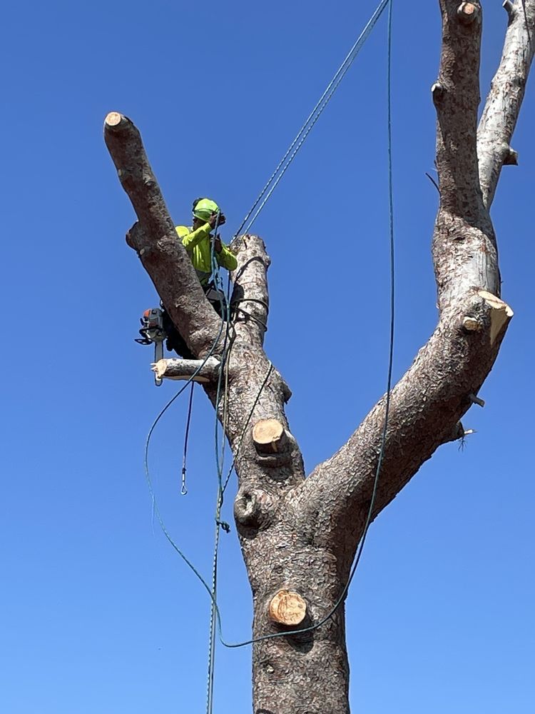 Big Branch Tree Service - tree service in San Diego, CA