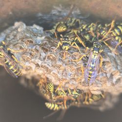 Brand Tiger Pest Control