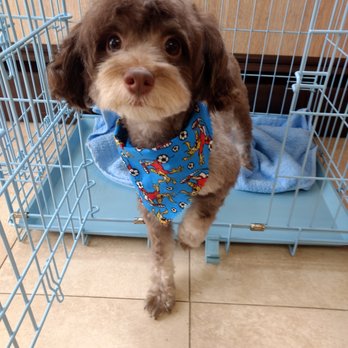 Claws & Paws - Pet Services Near Me - Bergenfield, New Jersey Claws & Paws - Pet Services Near Me - Bergenfield, New Jersey