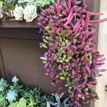 Succulent Coffee - Coffee & Tea Near Me - Oceanside, California