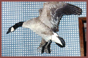 Mickey Bowman Taxidermy Art Studio - taxidermy in Lawton, OK