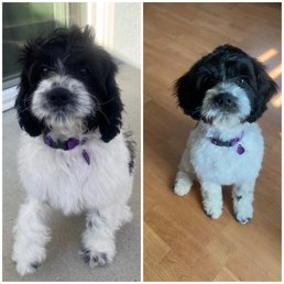Fluffy to cute!