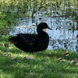 Carillon Pond Park - Beautiful duck.