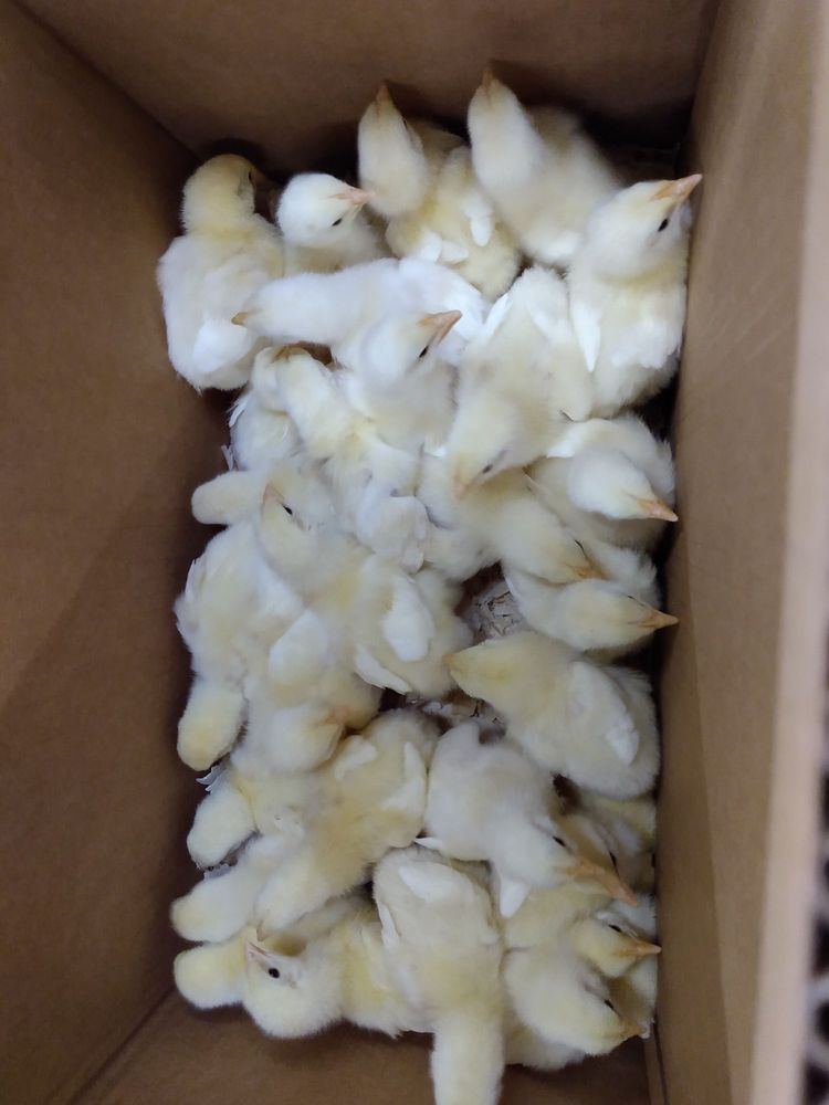 TRACTOR SUPPLY 29 Photos 7735 N Casa Grande Hwy, Tucson, Arizona