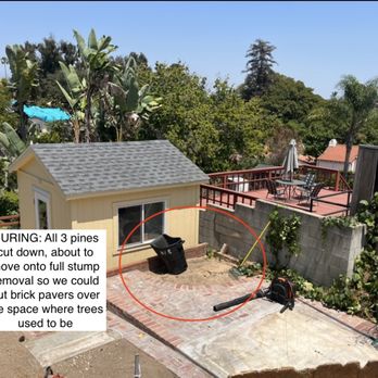One Day Tree service - DURING the service - Tree Services Near Me - Los Angeles, California One Day Tree service - DURING the service - Tree Services Near Me - Los Angeles, California