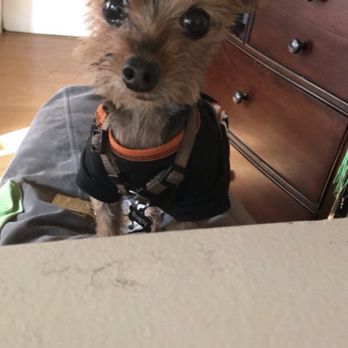 Coco Grooming - Pet Groomers Near Me - Los Angeles, California