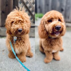 Angela's Dog Grooming Salon - Cocoa after his first puppy grooming service. He was happy through the whole grooming session. Patricia was amazing, thank you!