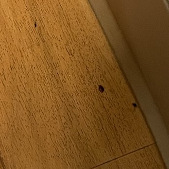 Motel 6 - Bed bug after we removed it from the bed - Hotels Near Me - Spokane, Washington Motel 6 - Bed bug after we removed it from the bed - Hotels Near Me - Spokane, Washington