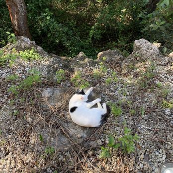 Dry Rocks - Patches the beach cat! - Mexican Near Me - Key Largo, Florida Dry Rocks - Patches the beach cat! - Mexican Near Me - Key Largo, Florida