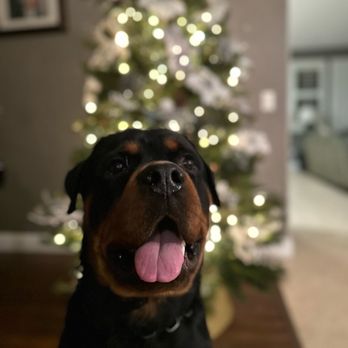 LimitLess Dog Training Temecula - Zeke - Pet Training Near Me LimitLess Dog Training Temecula - Zeke - Pet Training Near Me