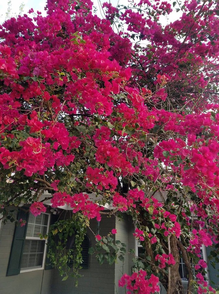 HUNT’S SODDING & LANDSCAPING Updated June 2024 Zellwood, Florida