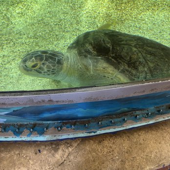 Sea Turtle - Aquariums Near Me - South Padre Island, Texas Sea Turtle - Aquariums Near Me - South Padre Island, Texas