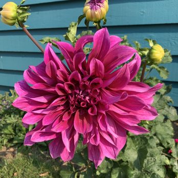 Beth’s Landscaping - Dinner plate dahlia! - Landscaping Near Me Beth’s Landscaping - Dinner plate dahlia! - Landscaping Near Me