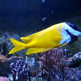 Muséum Aquarium de Nancy - Museums Near Me - Nancy, 54 Muséum Aquarium de Nancy - Museums Near Me - Nancy, 54