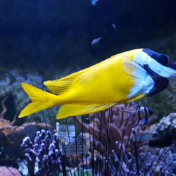 Muséum Aquarium de Nancy
