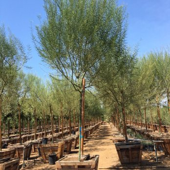 T & R Nurseries - 36" Palo Verde STD - Nurseries & Gardening Near Me - Riverside, California T & R Nurseries - 36" Palo Verde STD - Nurseries & Gardening Near Me - Riverside, California