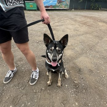 Kama'aina K9 Adventures - Pet Sitting Near Me - Waipahu, Hawaii