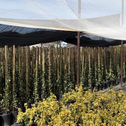 Monte Vista Nursery