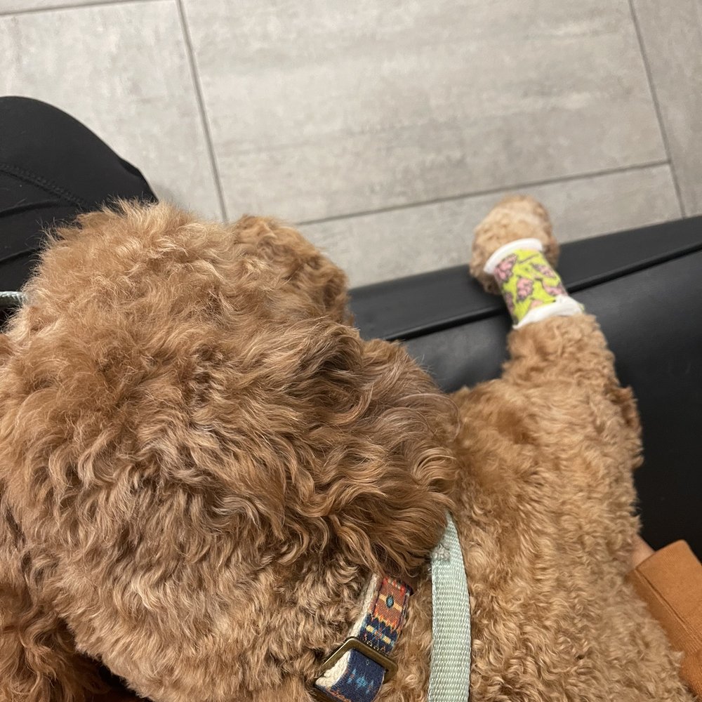 VEG ER for Pets - Sweet Cooper getting the best care! - Emergency Pet Hospital Near Me - Encinitas, California