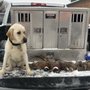 Punk Hollow Labrador Retriever