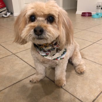 Michelle's Dog Grooming - Pet Services Near Me - Claremont, California
