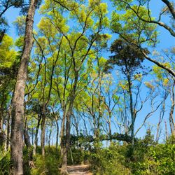 Big Talbot Island State Park - Big Talbot Island State Park  -- trail to Boneyard Beach