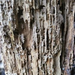 Termite Damage