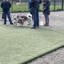Photo of Rahanis Dog Park
