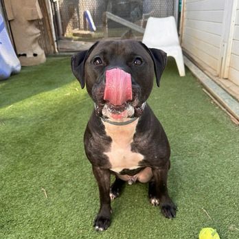 Greywood Kennels - Pet Sitting Near Me - Lakeside, California Greywood Kennels - Pet Sitting Near Me - Lakeside, California