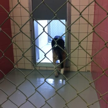 Lords Hill Kennel - Pet Sitting Near Me - Tully, New York Lords Hill Kennel - Pet Sitting Near Me - Tully, New York