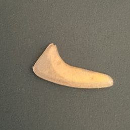 Plastic piece of hair clip.