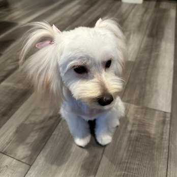 Optimus Pet Grooming - Pet Groomers Near Me - Fresno, California Optimus Pet Grooming - Pet Groomers Near Me - Fresno, California