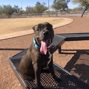 Scotland Yard Dog Park - Murphey enjoying the dog park - Dog Parks Near Me - Peoria, Arizona