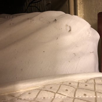 Hotel Arcata - Dust Rhinos about an inch long. - Hotels Near Me - Arcata, California