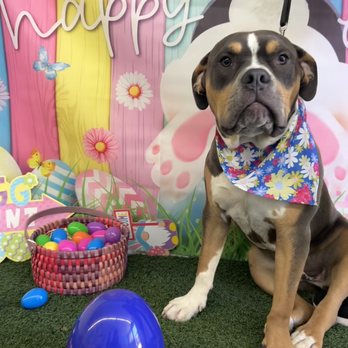 Best Friends Pet Hotel - My dog Benny at the Easter Party. - Pet Groomers Near Me - Carmichael, California Best Friends Pet Hotel - My dog Benny at the Easter Party. - Pet Groomers Near Me - Carmichael, California