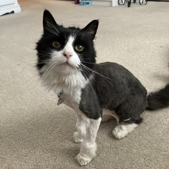 Prestige Pet Salon - First cut in august 2020 - Pet Groomers Near Me - Chandler, Arizona Prestige Pet Salon - First cut in august 2020 - Pet Groomers Near Me - Chandler, Arizona