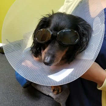 Brandon Lakes Animal Hospital - Maxwell finishing up his laser sessions for his wounds.  He looks cool in his goggles! - Veterinarians Near Me - Riverview, Florida