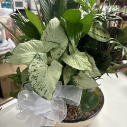 Vine & Ivy Floral Design