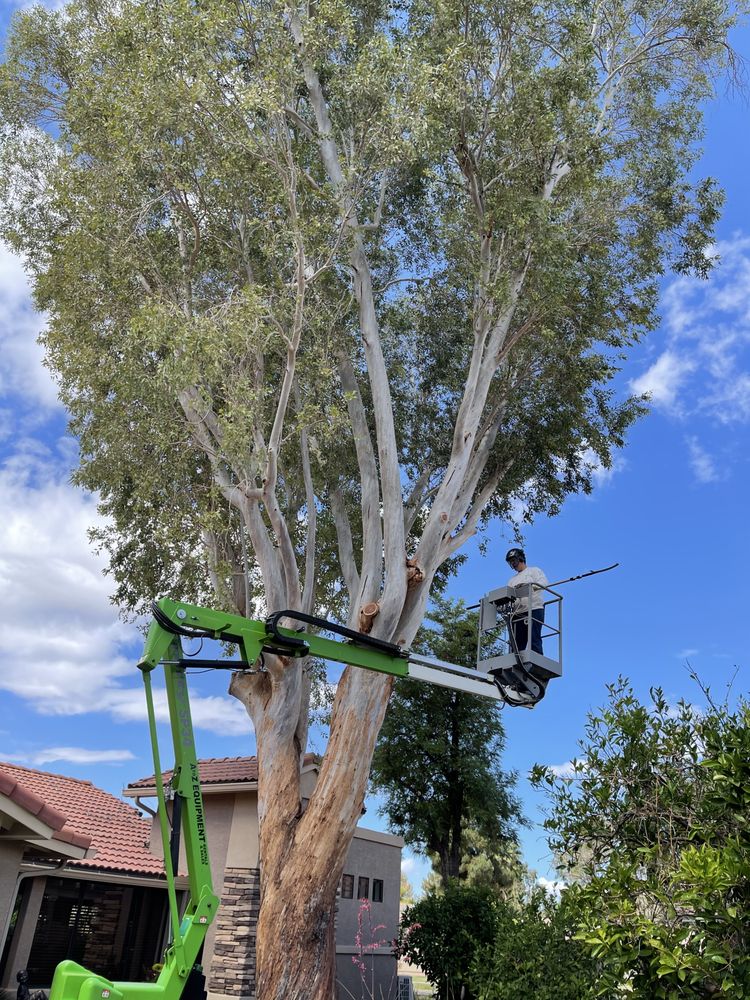 Hardwood Scapes - tree service in Gilbert, AZ