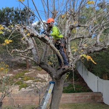 First Class Tree Service - Tree Services Near Me