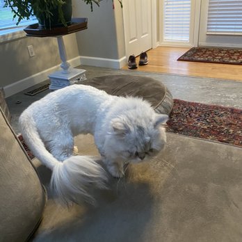Jared The Cat Groomer - Lion cut - Pet Groomers Near Me - Vancouver, Washington Jared The Cat Groomer - Lion cut - Pet Groomers Near Me - Vancouver, Washington