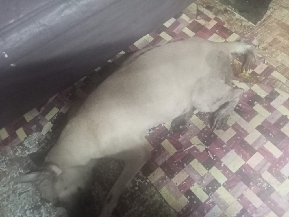 ANIMAL HOUSE Updated September 2024 G/F, Rcbc Building Alabang