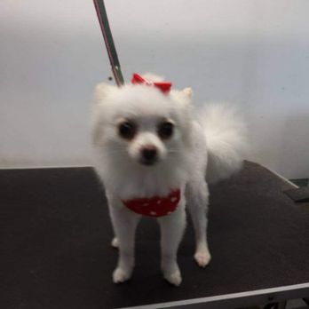 Rachel's K9 Clips - Lucy - Pet Groomers Near Me - Versailles, Missouri Rachel's K9 Clips - Lucy - Pet Groomers Near Me - Versailles, Missouri