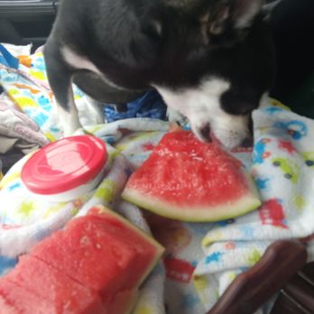 Carousel Pets - Naynay eating watermelon - Pet Stores Near Me - Morristown, Tennessee