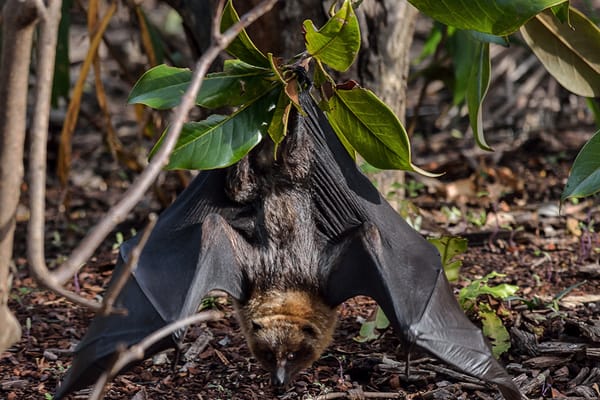 Parc zoologique de Paris by null
