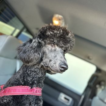K9 Loft - Vader - Pet Groomers Near Me - Pasadena, California