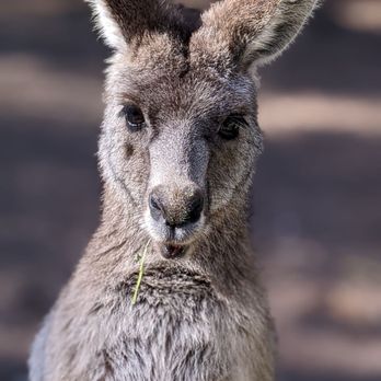 Birdland Animal Park - Travel Services Near Me - Batemans Bay, NSW Birdland Animal Park - Travel Services Near Me - Batemans Bay, NSW